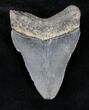 Bargain, Serrated Megalodon Tooth - Venice, FL #20559-2